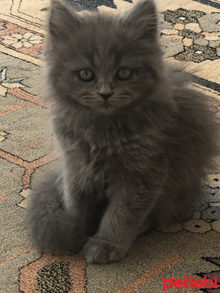 British Shorthair, Kedi  Leo fotoğrafı