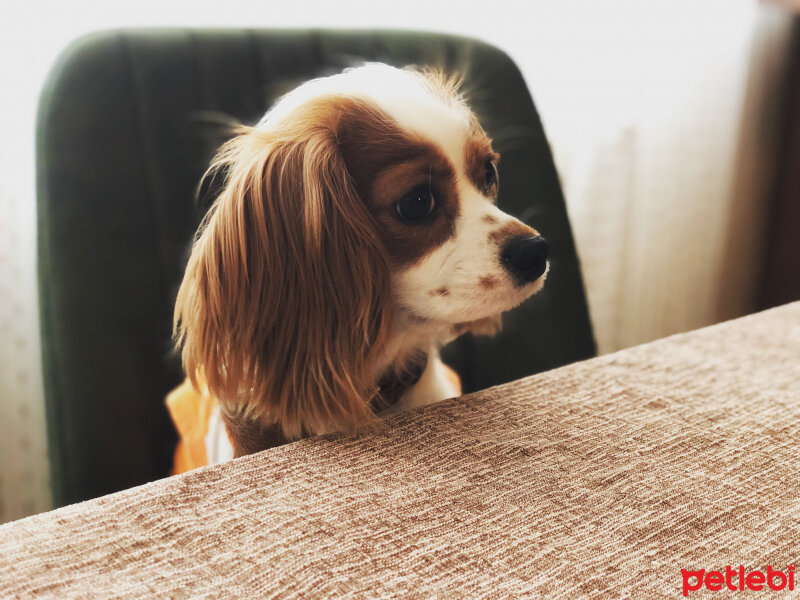 King Charles Spaniel, Köpek  Bella fotoğrafı