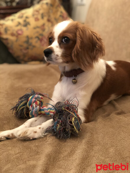 King Charles Spaniel, Köpek  Bella fotoğrafı