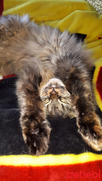 İran Kedisi (Persian), Kedi  Lena fotoğrafı