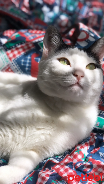 Tekir Kedi, Kedi  Daisy fotoğrafı