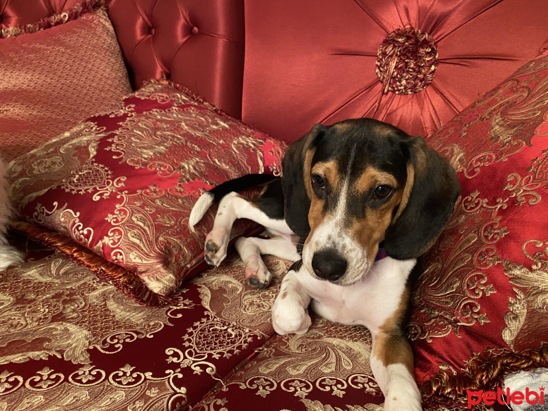 Beagle, Köpek  Beagle kızm fotoğrafı