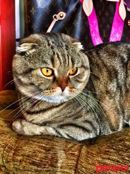 Scottish Fold, Kedi  Aşk fotoğrafı