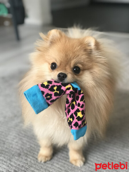 Pomeranyalı, Köpek  Luna fotoğrafı