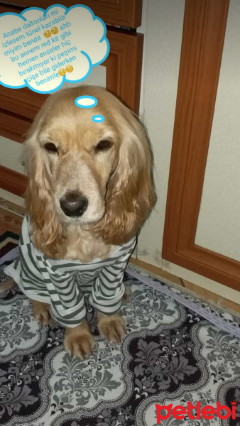 İngiliz Cocker Spaniel, Köpek  Liza fotoğrafı