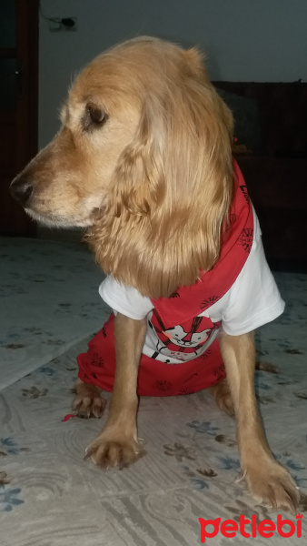 İngiliz Cocker Spaniel, Köpek  Liza fotoğrafı