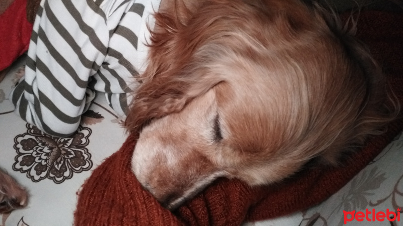 İngiliz Cocker Spaniel, Köpek  Liza fotoğrafı