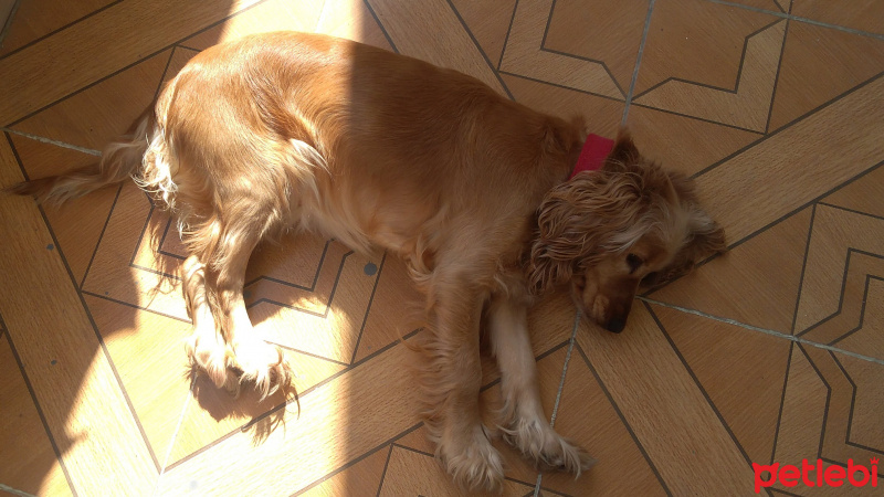 İngiliz Cocker Spaniel, Köpek  Liza fotoğrafı