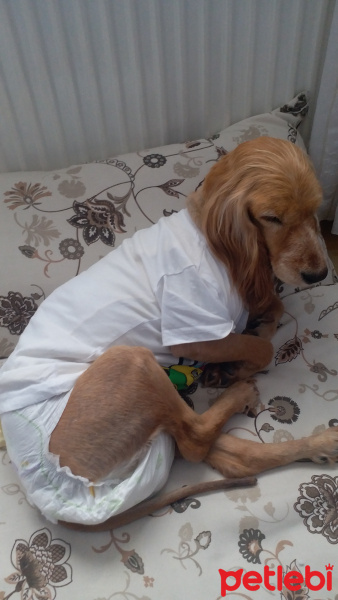 İngiliz Cocker Spaniel, Köpek  Liza fotoğrafı
