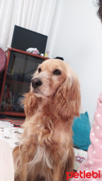 İngiliz Cocker Spaniel, Köpek  Liza fotoğrafı