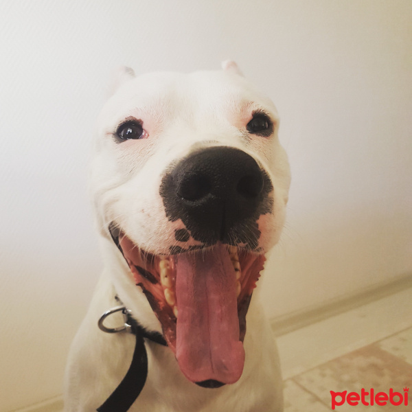 Dogo Arjantin, Köpek  Rex fotoğrafı