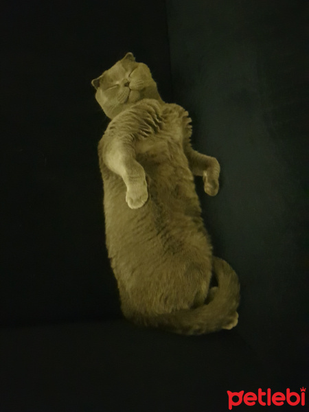 Scottish Fold, Kedi  Mantar fotoğrafı