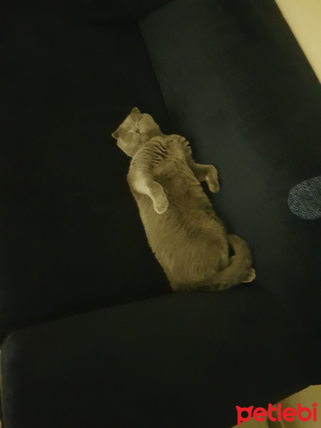 Scottish Fold, Kedi  Mantar fotoğrafı