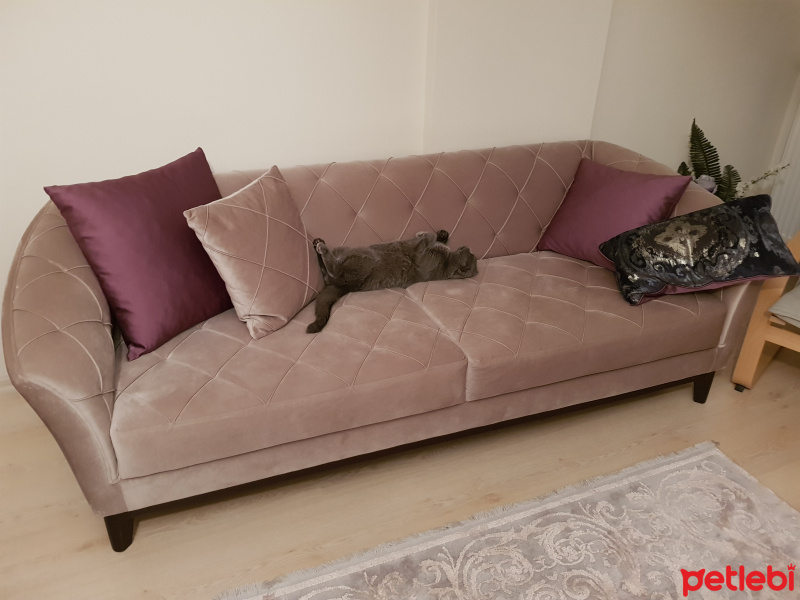 Scottish Fold, Kedi  Mantar fotoğrafı