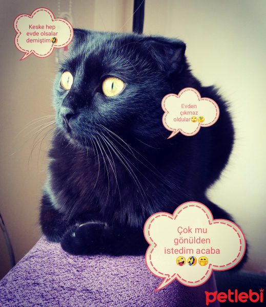 British Shorthair, Kedi  Karam fotoğrafı