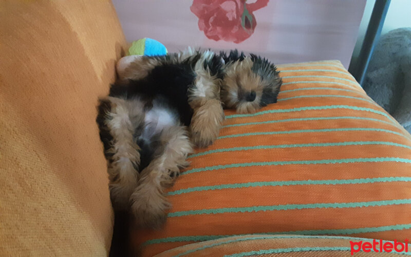 Yorkshire Terrier, Köpek  Mr.Toni fotoğrafı