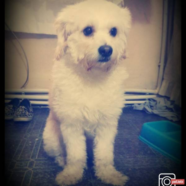 Bichon Frise, Köpek  Zeytin fotoğrafı