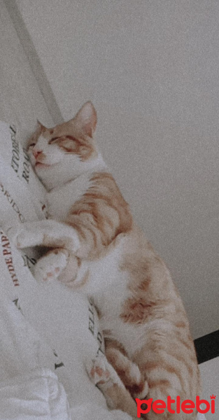 Sarman, Kedi  tarçın fotoğrafı