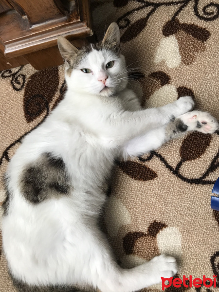 American Wirehair, Kedi  Minik fotoğrafı