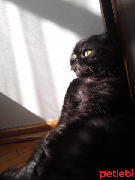 Scottish Fold, Kedi  Batikon fotoğrafı