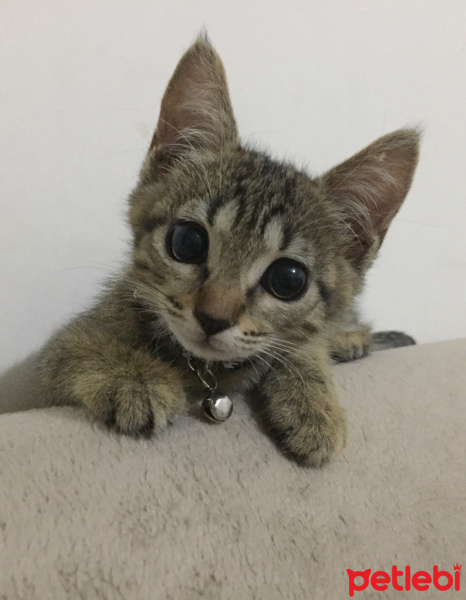 Tekir Kedi, Kedi  Lilith fotoğrafı