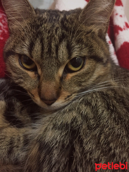 Tekir Kedi, Kedi  Lilith fotoğrafı