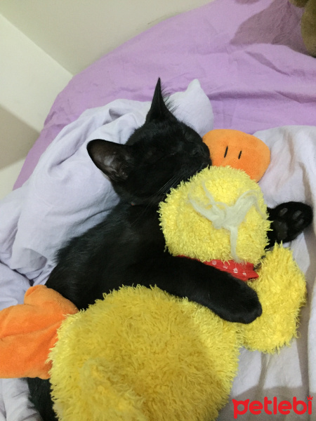 Tekir Kedi, Kedi  Lilith fotoğrafı