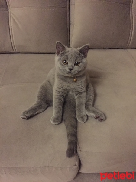 British Shorthair, Kedi  minnoş fotoğrafı