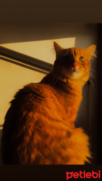 Sarman, Kedi  Boncuk fotoğrafı