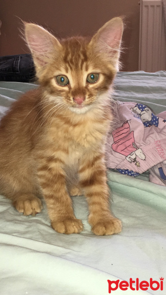 Sarman, Kedi  Boncuk fotoğrafı