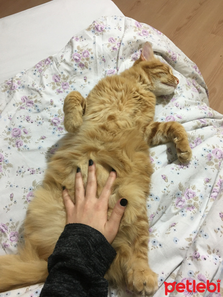 Sarman, Kedi  Boncuk fotoğrafı