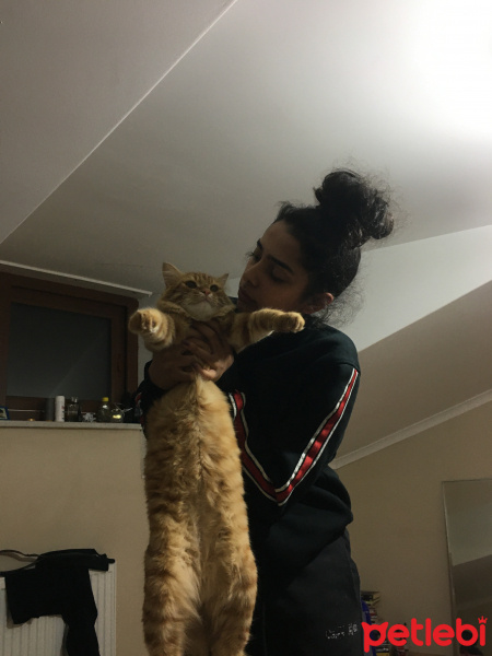 Sarman, Kedi  Boncuk fotoğrafı