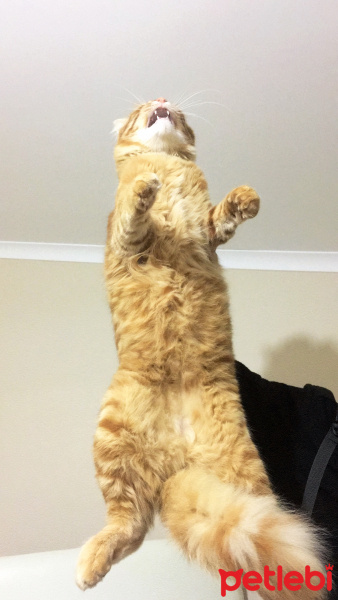 Sarman, Kedi  Boncuk fotoğrafı