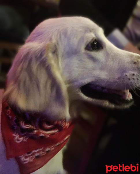 Golden Retriever, Köpek  CAPPY fotoğrafı
