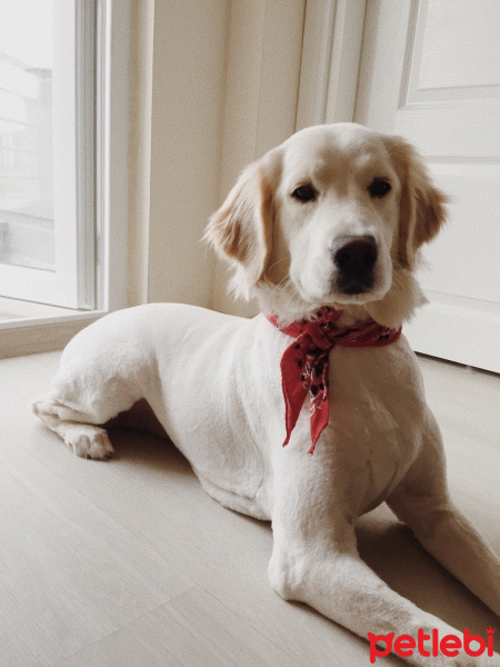 Golden Retriever, Köpek  CAPPY fotoğrafı