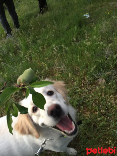 Golden Retriever, Köpek  CAPPY fotoğrafı