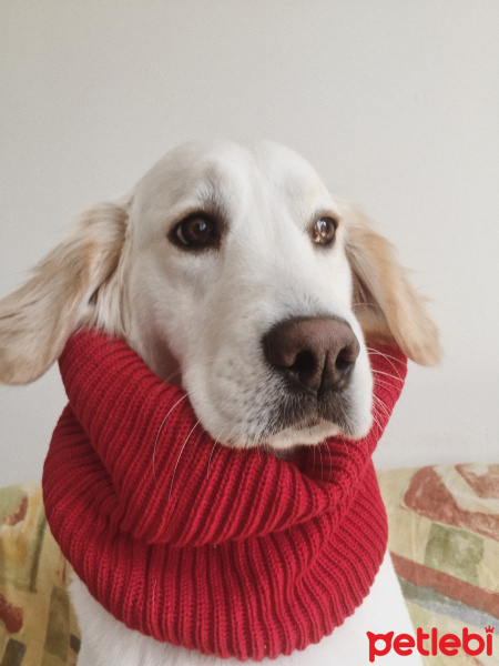 Golden Retriever, Köpek  CAPPY fotoğrafı
