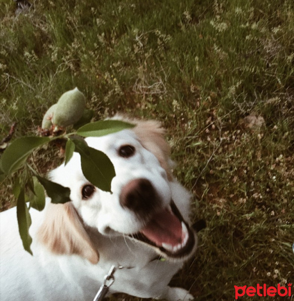 Golden Retriever, Köpek  CAPPY fotoğrafı