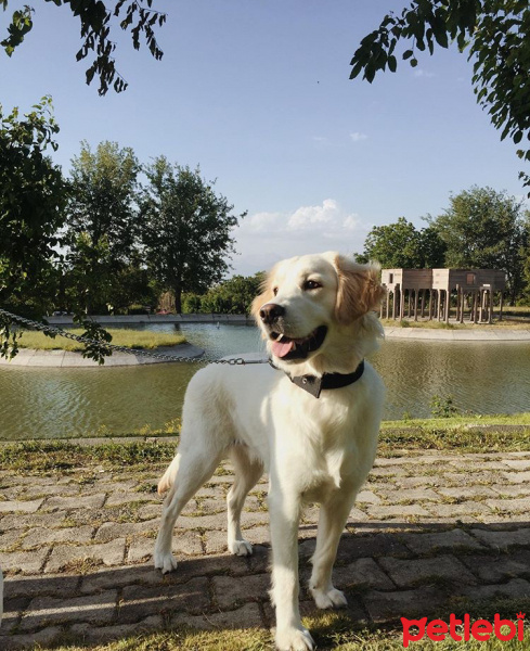 Golden Retriever, Köpek  CAPPY fotoğrafı