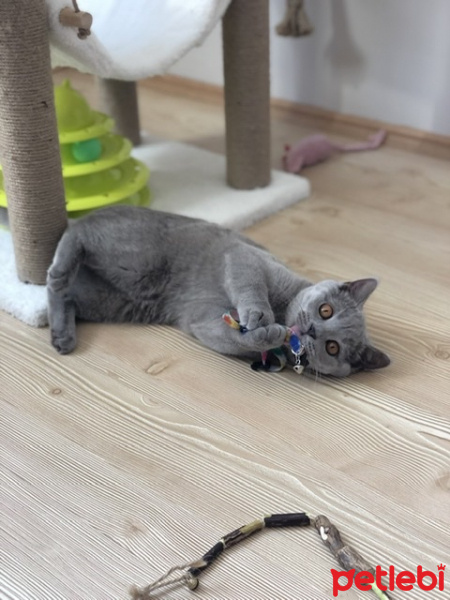 British Shorthair, Kedi  Maya fotoğrafı