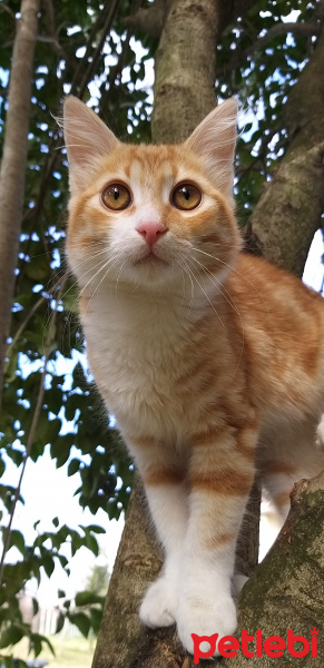 Sarman, Kedi  Behlul fotoğrafı
