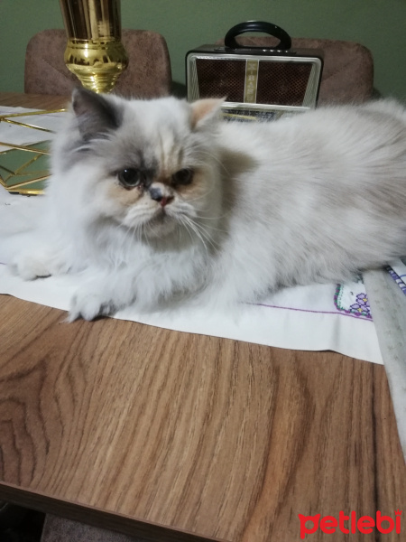 Chinchilla, Kedi  Cookie fotoğrafı