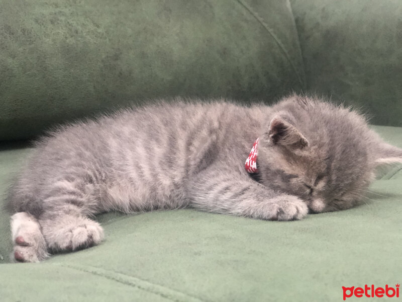 British Shorthair, Kedi  Şapşik fotoğrafı