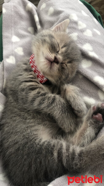 British Shorthair, Kedi  Şapşik fotoğrafı