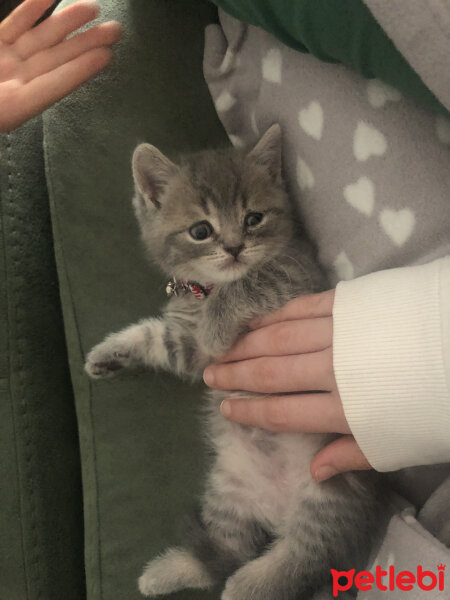 British Shorthair, Kedi  Şapşik fotoğrafı