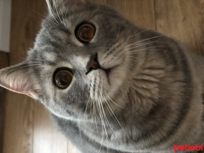 British Shorthair, Kedi  Şapşik fotoğrafı