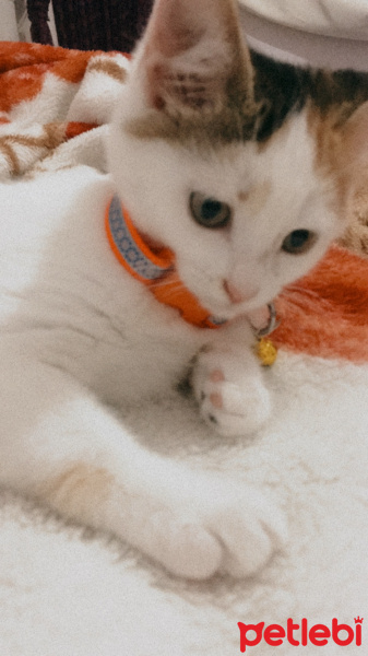 Tekir Kedi, Kedi  Çilek fotoğrafı