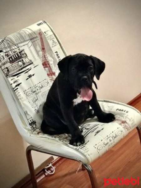 Cane Corso Italiano, Köpek  Maya fotoğrafı