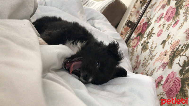 Maltese, Köpek  İnu fotoğrafı