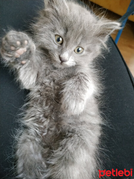 Nebelung, Kedi  Şifa fotoğrafı